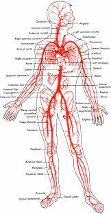 It's called the circulatory system and the roads are called arteries. 34 Label The Veins And Arteries Labels Design Ideas 2020