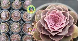 These succulents also come in a variety of colors including green and blue, but they all have a waxy surface that traps water in. Desert Gems By Crazyplantlady 919 Photos Product Service 4107 General Trias Philippines