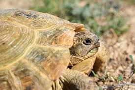 Check spelling or type a new query. Turtle Identification In Depth U S Guide Updated 2021