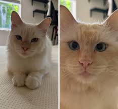 Free cats for adoption in Roseburg Oregon