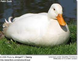 Pekin Ducks Aka Domestic Ducks White Pekin Ducks Pekin Duck Pet Ducks Duck Pictures