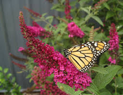 Check spelling or type a new query. 10 Flowers That Attract Monarch Butterflies Growing Organic