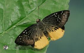 Image result for Trichoneura