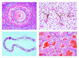 A specimen is a small part or slice, or an. The Animal Cell 12 Microscope Slides Phywe Systeme