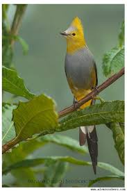 Rare Birds With Long Tail Feathers Long Tailed Silky Flycatcher Ptiliogonys Caudatus Beautiful Birds Rare Birds Bird Photography