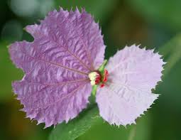 Image result for Dalechampia