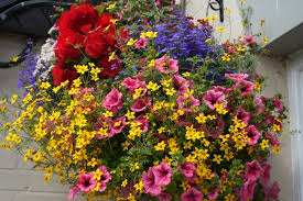 Image result for Bidens urceolata