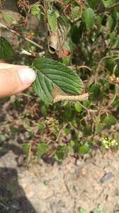 The following symptoms are for when your cannabis leaves are clawing or curling up or curling down. Ask A Question Forum Very Sick Looking Viburnum Garden Org