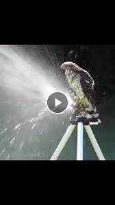 Gif Falcon Decided To Water The Garden In The Yard Animals Falcon Water Animal Gifs Animal Fails Funny Animal Videos