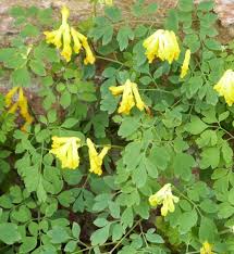 Image result for Corydalis