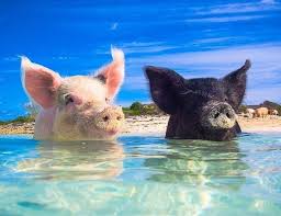 52 Gorgeous Places That Need To Go On Your Bucket List Asap Maldives Sea Of Stars Swimming Pigs Pet Pigs Pet Pig Care
