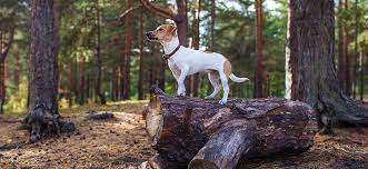 ohotnichi sobaki klassifikaciya predstaviteli porod purinaone ru