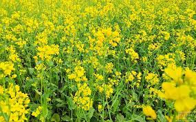 Maybe you would like to learn more about one of these? Hd Wallpaper Flowers Mustard Plant Wallpaper Flare