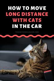 They must become used to a new house and neighborhood, unfamiliar sounds strange postal carriers and other service people, water that does not agree with them, and a colder or warmer climate. Moving Long Distance With Cats Is Easier Than You Think The Anti June Cleaver