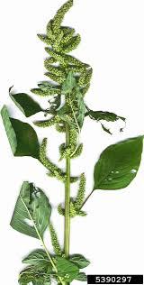 Image result for Amaranthus hybridus