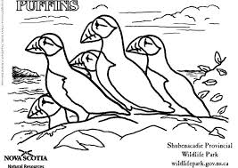 Then click the print button in your. Puffin Coloring Pages Coloring Home