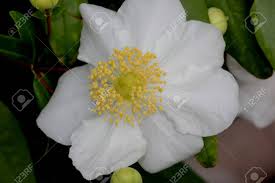 We did not find results for: Bush Anemone Carpenteria Californica California Native Hardy Evergreen Shrub With Green Narrowly Elliptic Opposite Leaves And 5 8 Cm Across White Scented Anemone Like Flowers And Conical Capsule Fruit Stock Photo Picture And