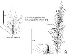 Image result for Saccharum spontaneum
