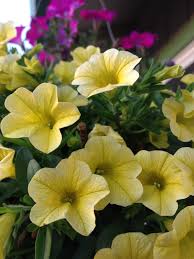 Show me pictures of petunias. Baby Petunias Hanging Basket Of All Colours Petunia Flower Petunia Plant Annual Flowers