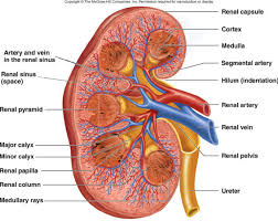 Hasil gambar untuk Cara Menjaga Kesehatan Ginjal