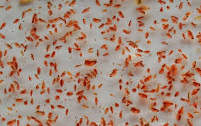 Kedua jenis dari kutu air ini adalah masih termasuk dalam keluarga arthopoda, kelas crustacea dan ordo caldocera serta keduanya merupakan jenis udang renik. 19 Cara Moden Dan Tradisional Untuk Menghapuskan Pelbagai Kutu Propertyguru Malaysia