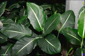 Dieffenbachia Oerstedii In 2020 Plants Unusual Plants Plant Identification