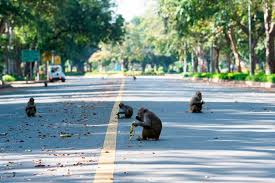 13 Photos Of Animals Taking Over Towns And Cities On Lockdown Animals City Animal Photo