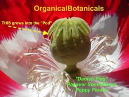 Directly sow poppies outdoors in early spring even if threat of frost still exists. 5 5 How To Grow Poppies In 5 Stages From Poppy Seed Pod To Flowers Video Dailymotion