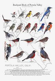 Backyard Beautiful Looking Common Backyard Birds West Virginia Field Guide Art Print Zoom Ontario Melbourne In Georgia Michig Backyard Birds Birds Bird Poster