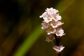 Image result for Boerhavia