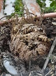 Image result for Selaginella dregei
