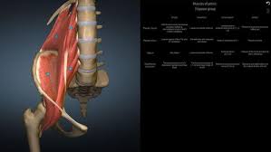Check spelling or type a new query. Anatomy Learning 3d Atlas Fur Android Kostenloser Download