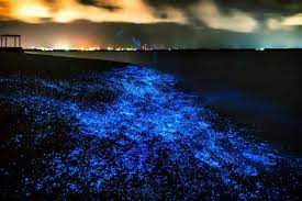 Poster Photo S Bio Luminescence Illumination Of Plankton At Maldives In 2021 Cool Places To Visit Dark Beach Beach At Night