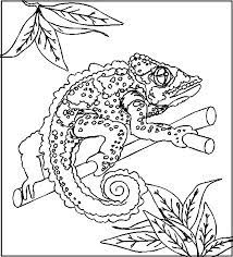 We have a variety of educational printables with a weather theme like matching clothes to the weather, today's weather, forecasting the weather, drawing different weather types, unscrambling weather related words, weather word search and much more! Reptile Coloring Pages Best Coloring Pages For Kids