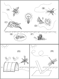 Enquira provides a local business directory of cheyenne pest control. Insect Reactions To Light And Its Applications To Pest Management Springerlink