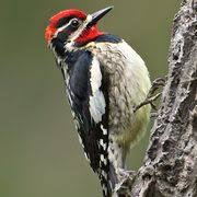 We did not find results for: 20 Woodpeckers Ideas Woodpecker Habitats Black Bar