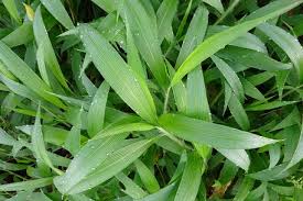 Image result for Setaria barbata