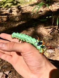 Choose your favorite hickory horned devil designs and purchase them as wall art, home decor, phone cases, tote bags, and more! A Hickory Horned Devil Caterpillar The Larval Regal Moth Citheronia Regalis Interestingasfuck
