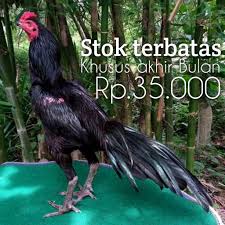 Maybe you would like to learn more about one of these? Harga Telur Ayam Bangkok Asli Terbaru Agustus 2021 Biggo Indonesia