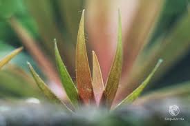 Image result for Xyris parvula