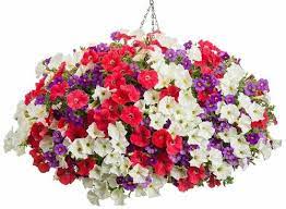 Red And White Petunias Purple Calibrachoa Proven Winners Flowers Flowers Flower Pillow