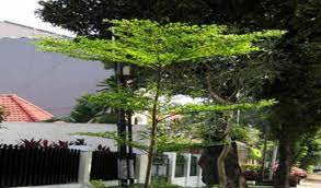 Maybe you would like to learn more about one of these? 9 Tanaman Hias Daun Paling Populer Outdoor Indoor Dan Nama Latinnya Berita Pertanian Mitalom