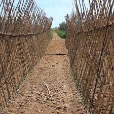 This video teaches you how to prune tomato plants using the single stem pruning method for tying tomato plants to tomato stakes. Staking Tomato Plants 5 Ways So They Won T Fall But Bear Lots Of Fruit Instead