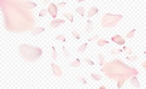Pink Sakura Falling Petals Background Vector Illustration Eps10 Cherry Blossom Watercolor Cherry Blossom Vector Vector Illustration