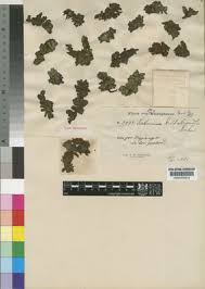 Image result for Salvinia hastata