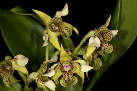 Image result for Orchidaceae