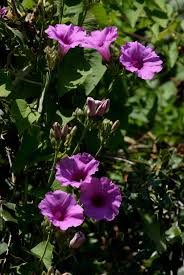 Image result for Ipomoea rubens