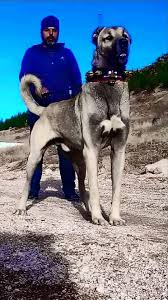 The Proud Owner Of A Turkish Kangal Kangal Kopegi Kopek Akbas