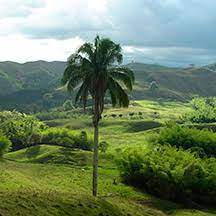 Encenillo tree (weinmannia tormentosa) the encenillo tree (weinmannia tormentosa) is a tree native to the andean mountainous regions of colombia. National Symbols Cancilleria