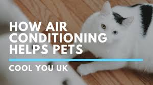 air conditioning make cats or dogs sick